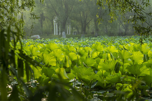 夏至是几月几日?夏至吃什么风俗食物?