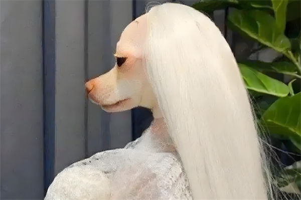 贵妇犬多少钱?