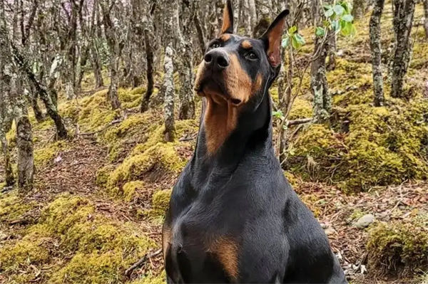 杜宾犬价格多少钱一只?