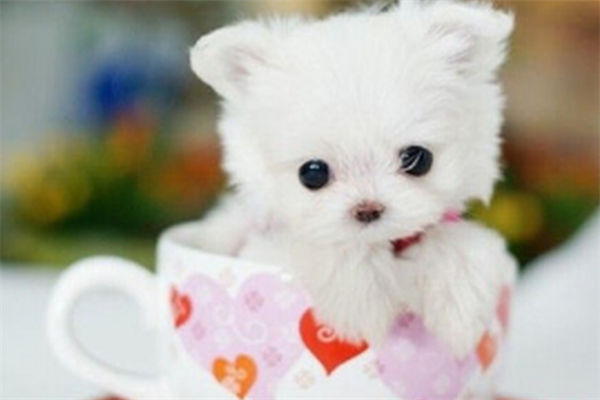 茶杯贵宾犬多少钱?