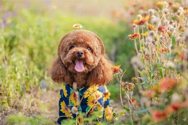 泰迪犬怎么养?