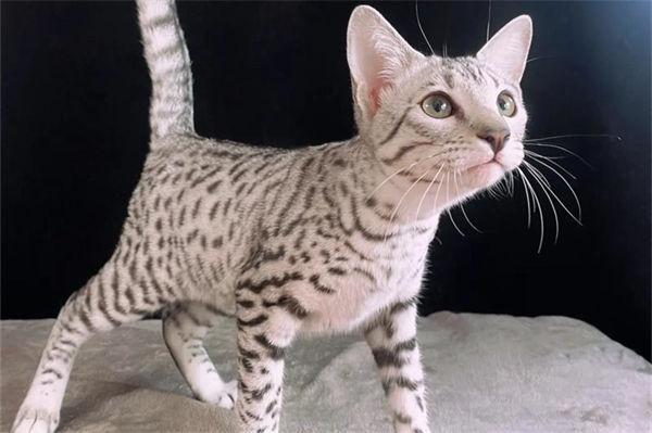 萨凡纳猫可以养吗?