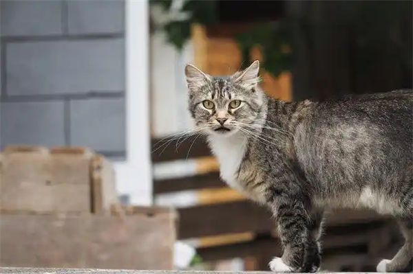 曼克斯猫是什么猫?