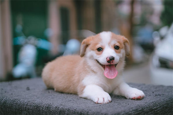 如何训练狗狗大小便?