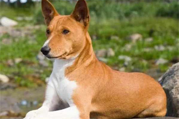 巴仙吉犬为什么不能养?