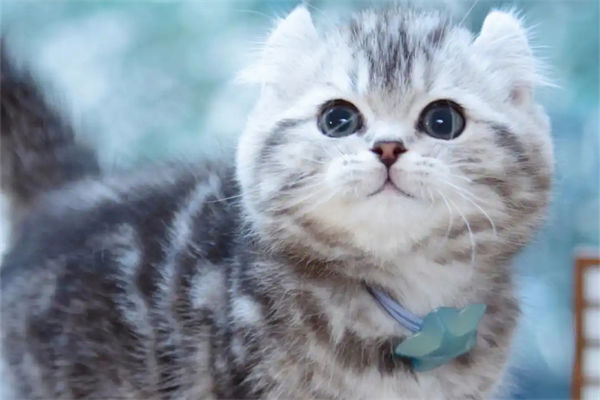美国卷耳猫性格如何?