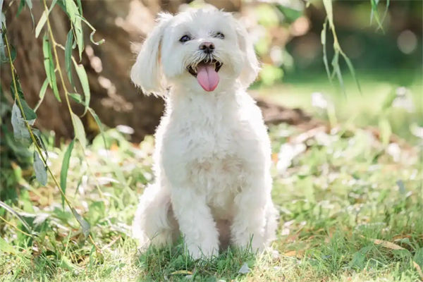 马尔济斯犬多少钱?
