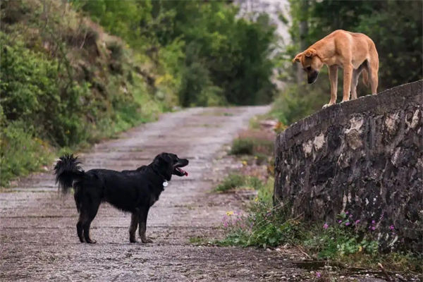 中华田园犬为什么禁养?