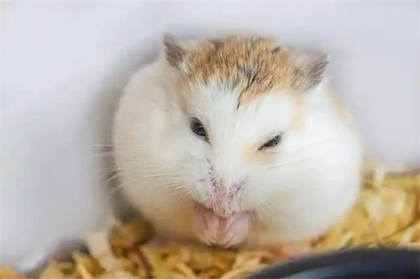 宠物仓鼠饲养八大禁忌是什么?