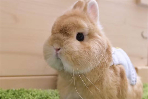 宠物兔能长多大?