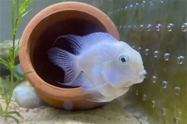 鹦鹉鱼的饲养要注意什么?