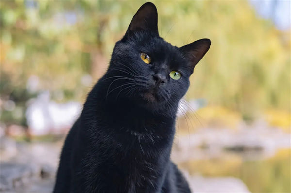 为什么说千万不要随便养黑猫?
