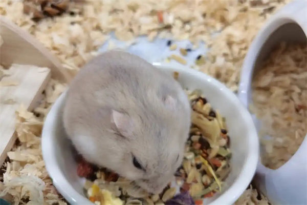仓鼠刨木屑是生气吗?