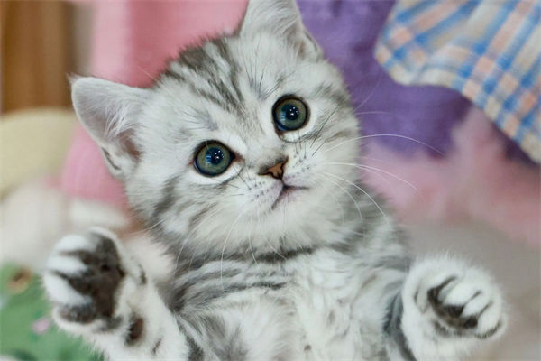 猫咪都有什么品种?