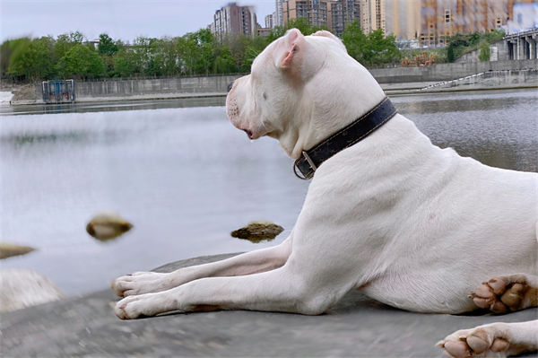 杜高犬性格如何?