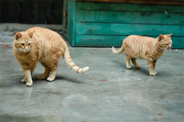 收养流浪猫要注意什么?