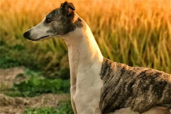 惠比特犬和灵缇的区别有哪些?