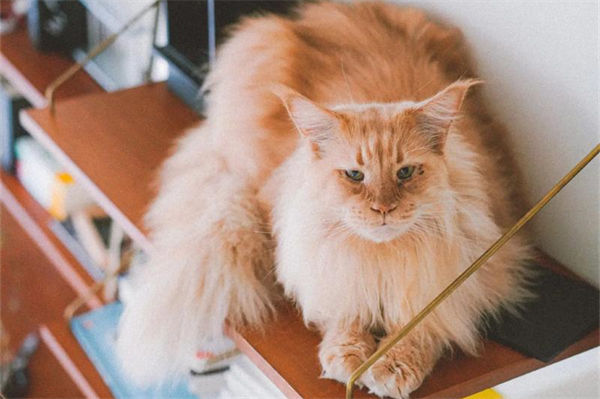 世界上最大的猫是什么猫?
