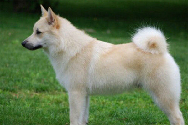 卡南犬的颜色有哪些?