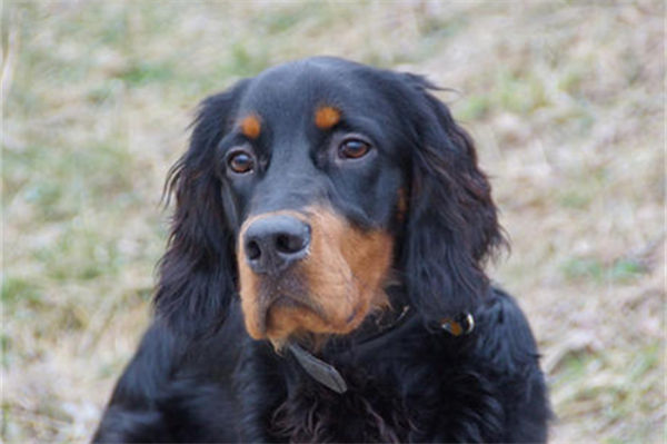 哥顿雪达犬有什么特点?