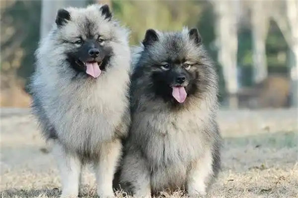 荷兰毛狮犬好养吗?
