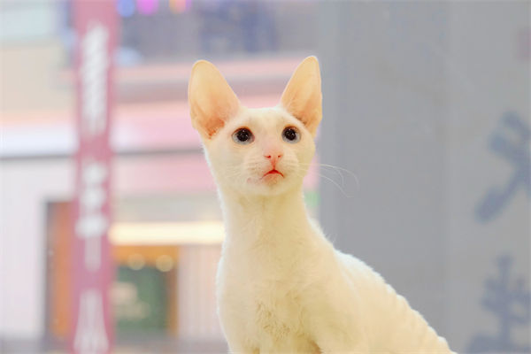 柯尼斯卷毛猫有什么特点?