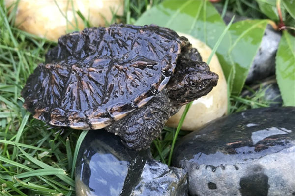 鳄鱼龟不吃东西怎么办?