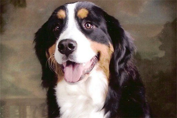 中国昆仑山脉犬是什么狗?
