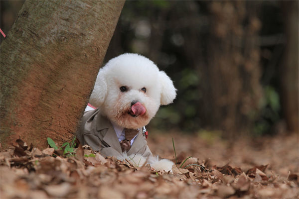 卷毛比雄犬有什么特点?