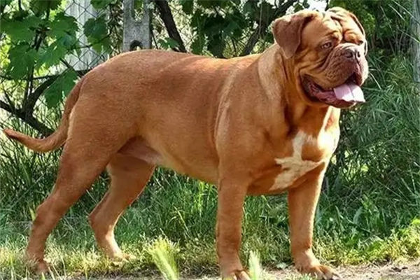 波尔多犬有什么特点?