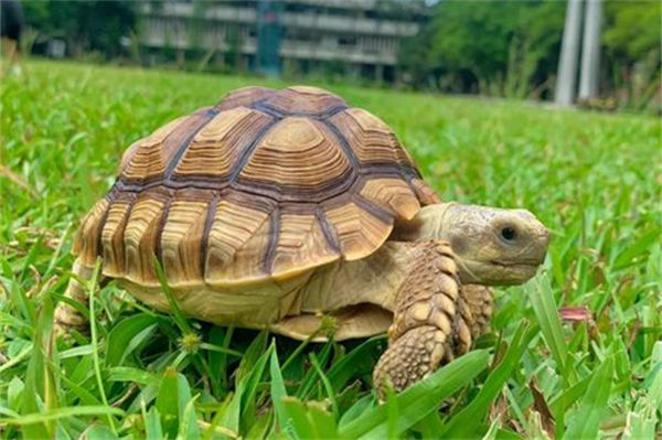 陆龟会游泳吗?