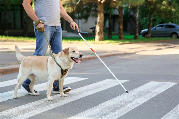 导盲犬通过什么过马路?