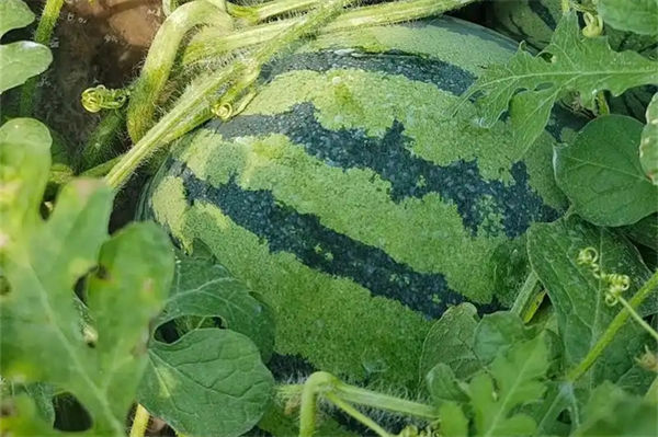 麒麟瓜为什么尽量少吃?
