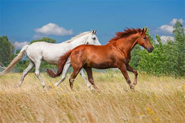 马是怎么睡觉的?