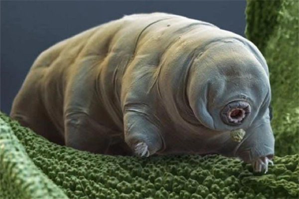 水熊虫怎么杀死?