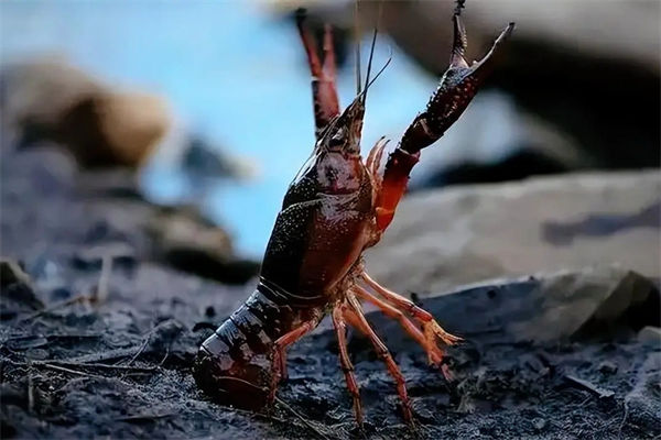 小龙虾怎么清洗?