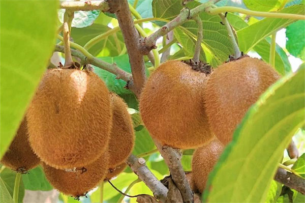 猕猴桃怎么去皮?