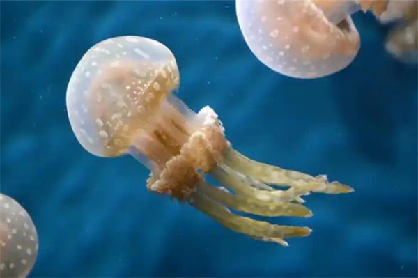 水母怎么养?
