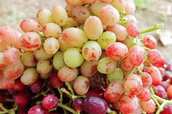葡萄怎么洗?
