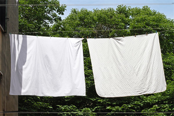 家里有臭虫怎么办?