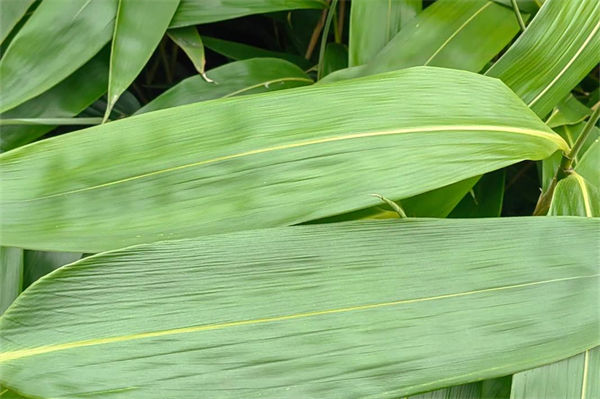 粽叶怎么处理?